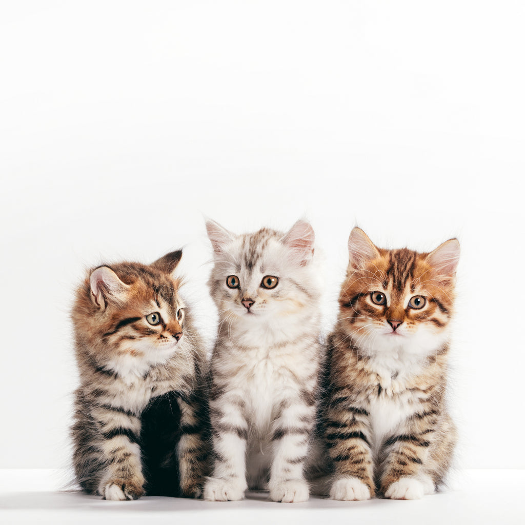 National Kitten Day: July 10th